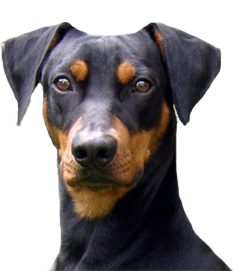 Deutsche Pinscher